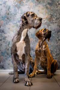 HappyLens Gniewomir Trocki